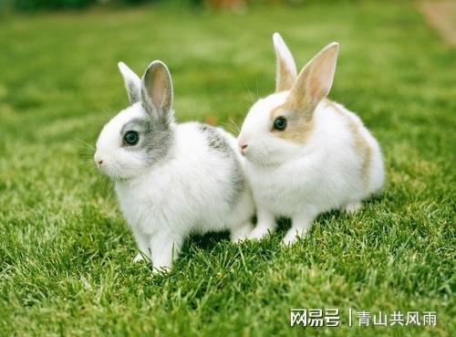 女鼠男兔属_属龙男和属兔女_女龙男兔 陆毅鲍蕾