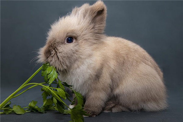 属兔的人是哪年出生的?(组图)