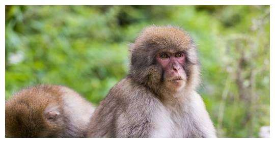 1968年出生属猴人的命运可分为“命”和“运”