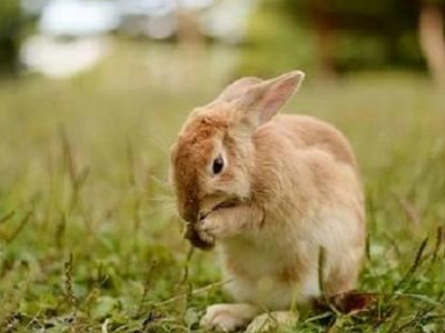 一个生于3月的生肖属兔人运势是最佳的呢