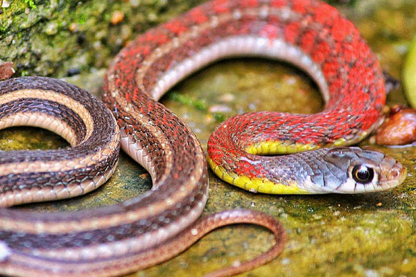 属蛇人永远最旺的颜色 属蛇人终生幸运的颜色