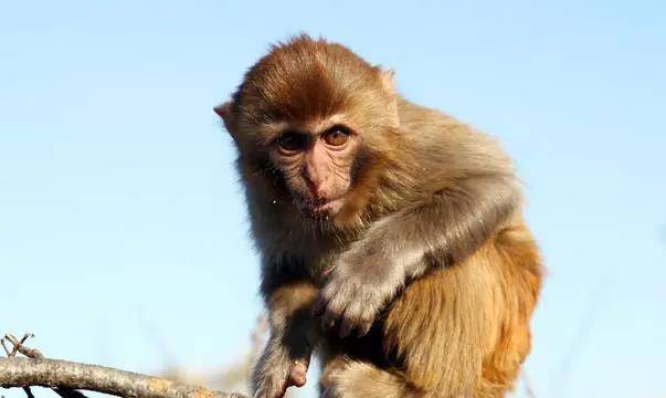 风水堂：属猴人出生时辰的命运