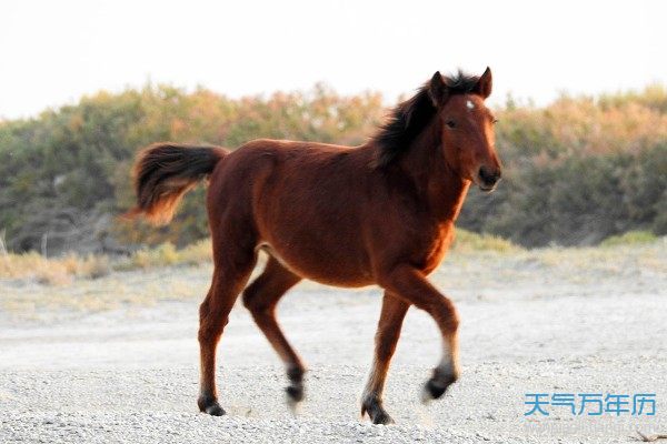 十二属相的三合贵人，有你吗？