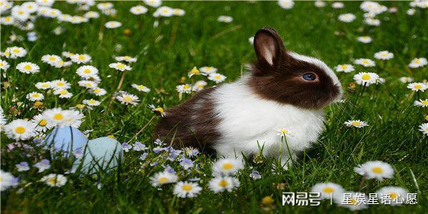2023年出生的属兔，感情当心烂桃花,生肖