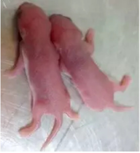 属鼠的几月出生最好，看看有你吗？
